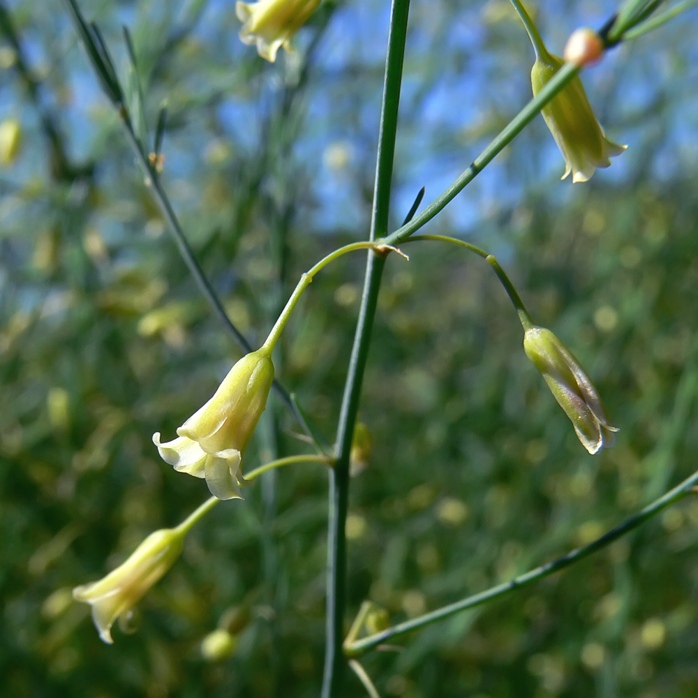 Image of Asparagus officinalis specimen.