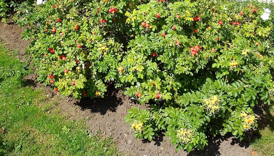 Image of Rosa rugosa specimen.