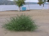Corispermum orientale