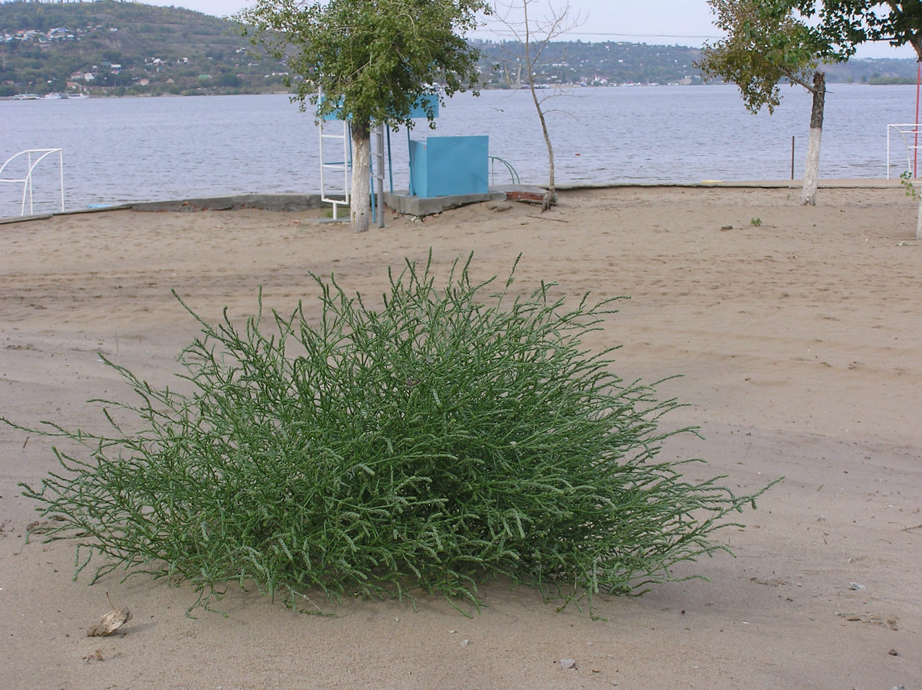 Image of Corispermum orientale specimen.