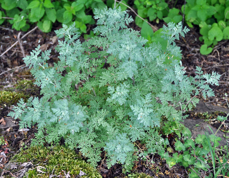 Image of genus Artemisia specimen.