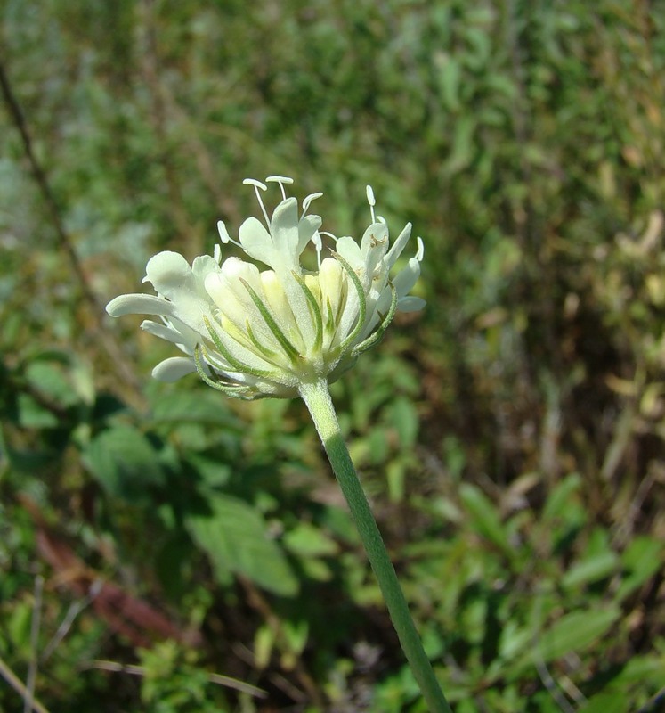 Изображение особи Scabiosa ochroleuca.