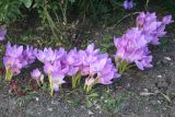 Colchicum speciosum. Цветущие растения. Восточный Казахстан, г. Усть-Каменогорск, левый берег р. Иртыш, дачный участок, в культуре. 25.09.2013.