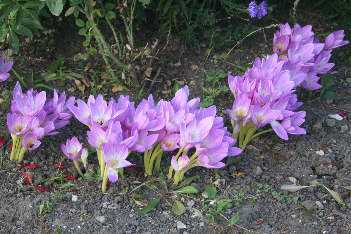 Изображение особи Colchicum speciosum.