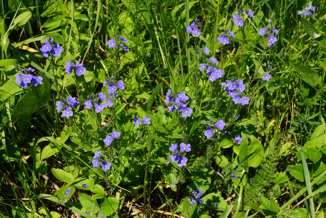 Image of Veronica krylovii specimen.