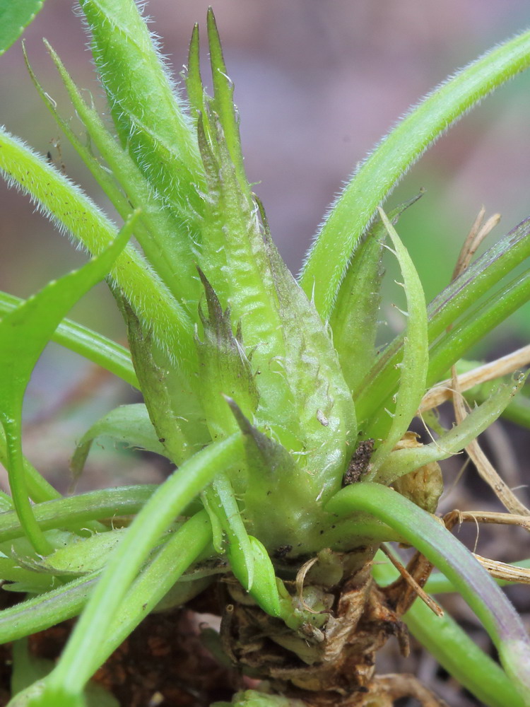 Image of Viola collina specimen.