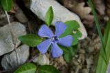 Vinca minor