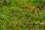 Chamaepericlymenum suecicum