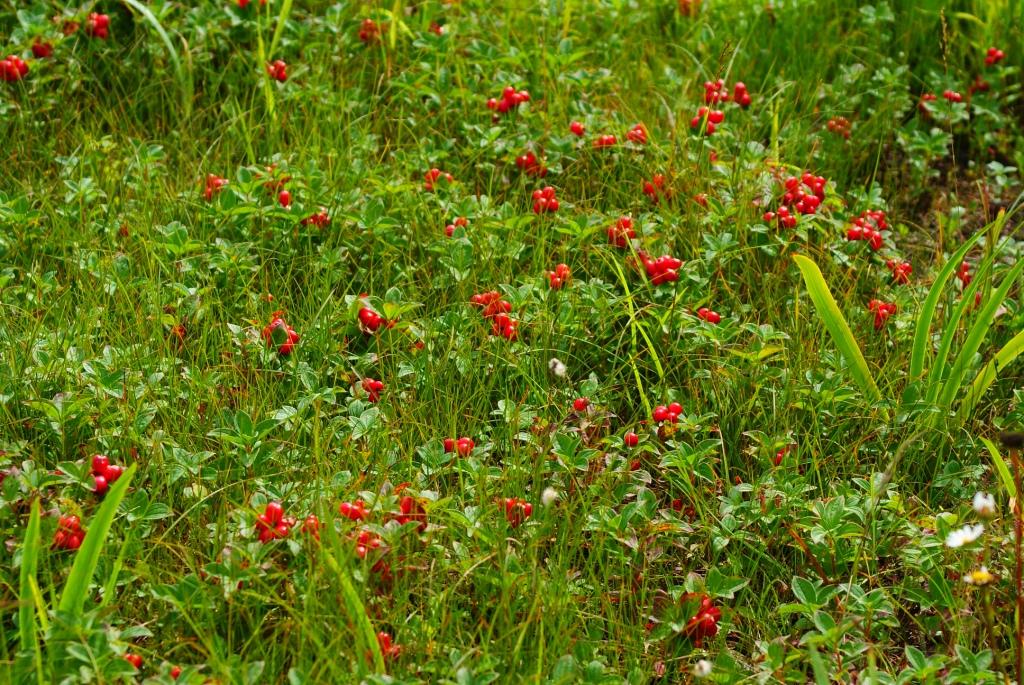 Изображение особи Chamaepericlymenum suecicum.