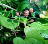 Maianthemum dilatatum