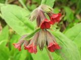 Pulmonaria filarszkyana