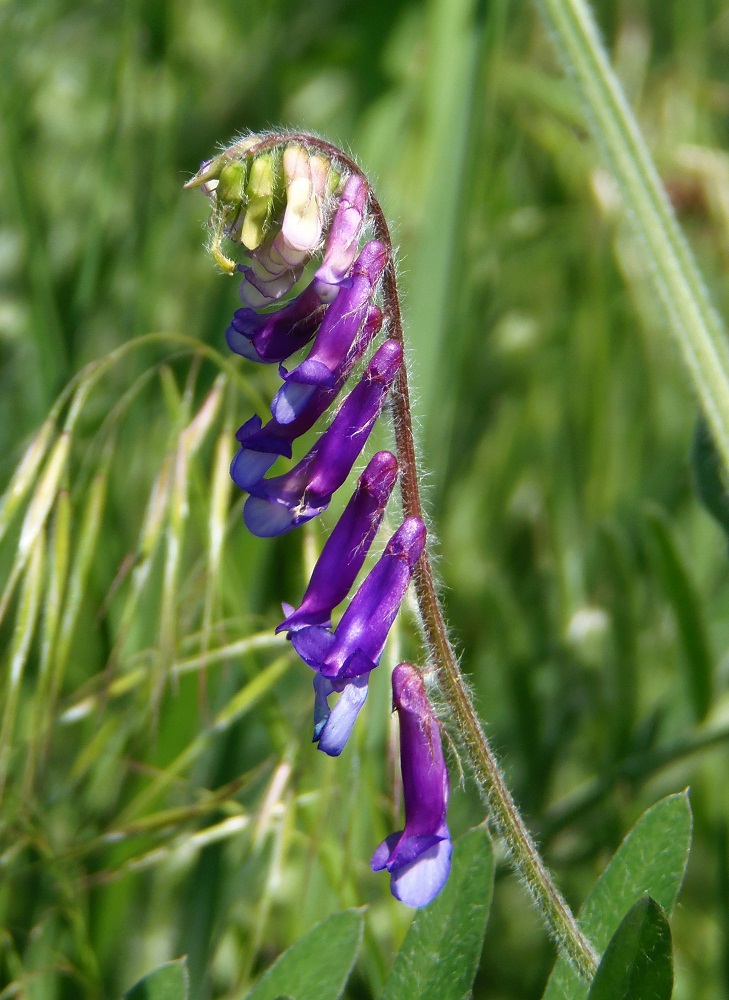 Image of Vicia villosa specimen.