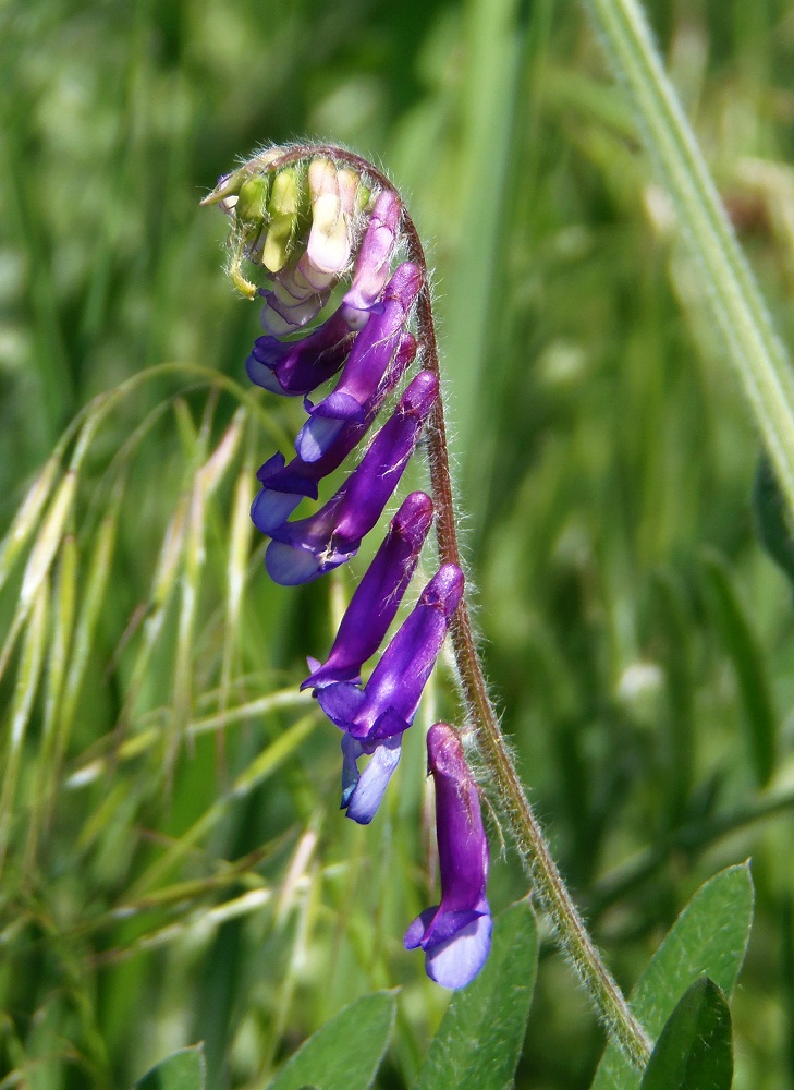 Изображение особи Vicia villosa.