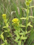 Euphorbia virgata