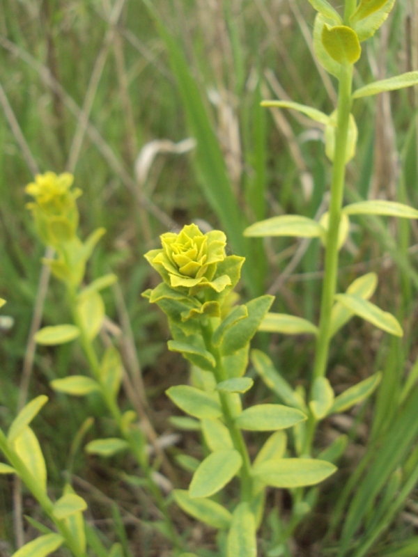 Image of Euphorbia virgata specimen.