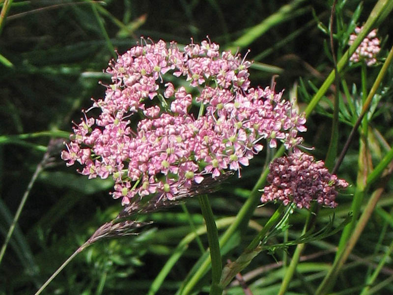 Image of Mutellina adonidifolia specimen.