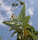 Buddleja globosa