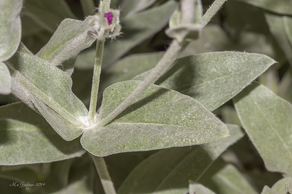 Image of Lychnis coronaria specimen.