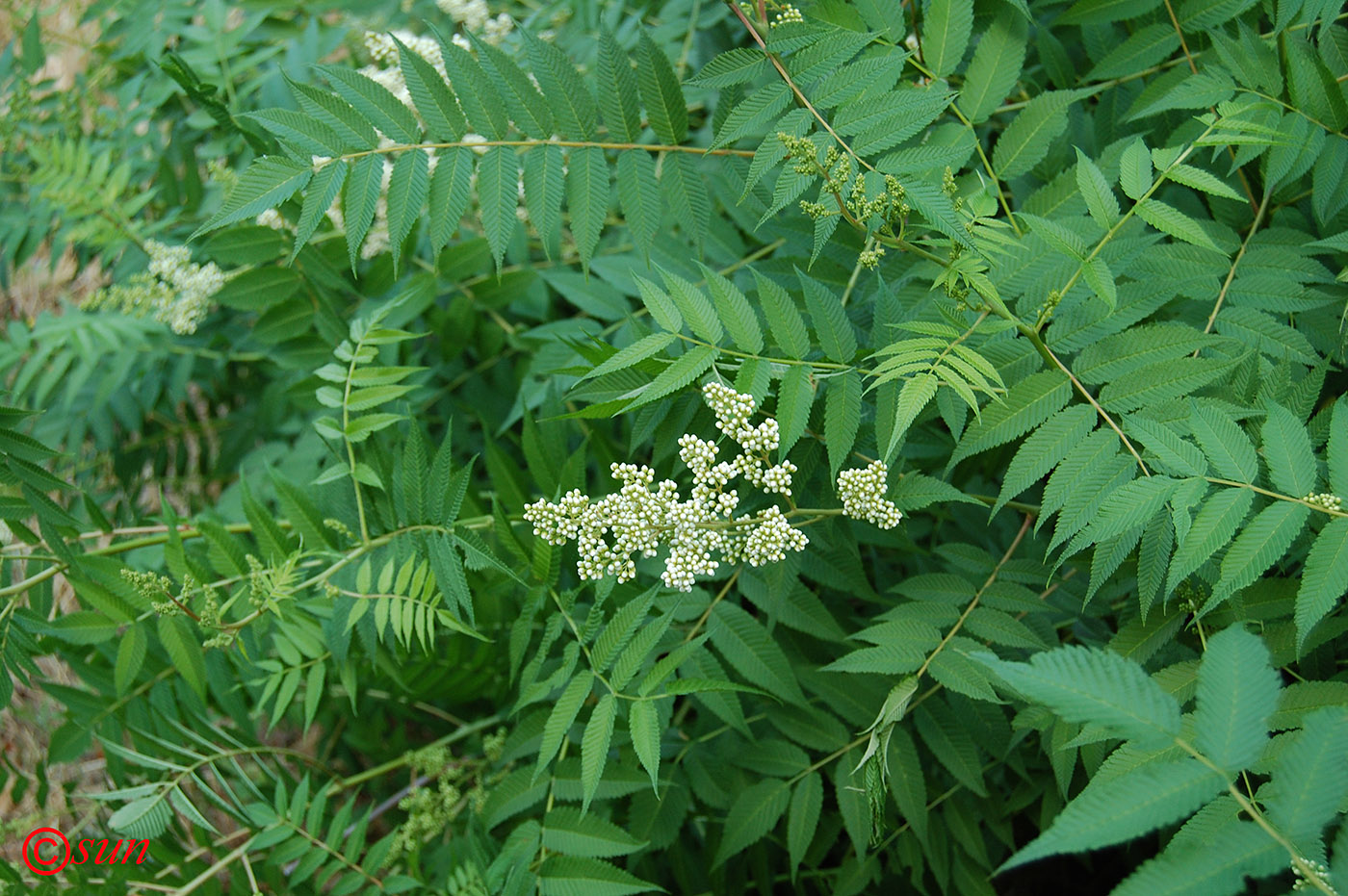 Image of Sorbaria sorbifolia specimen.
