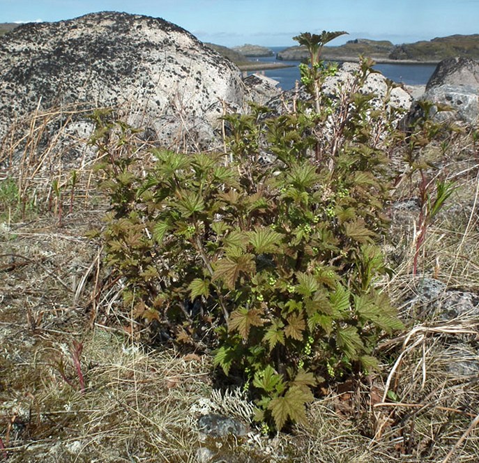 Image of Ribes glabrum specimen.