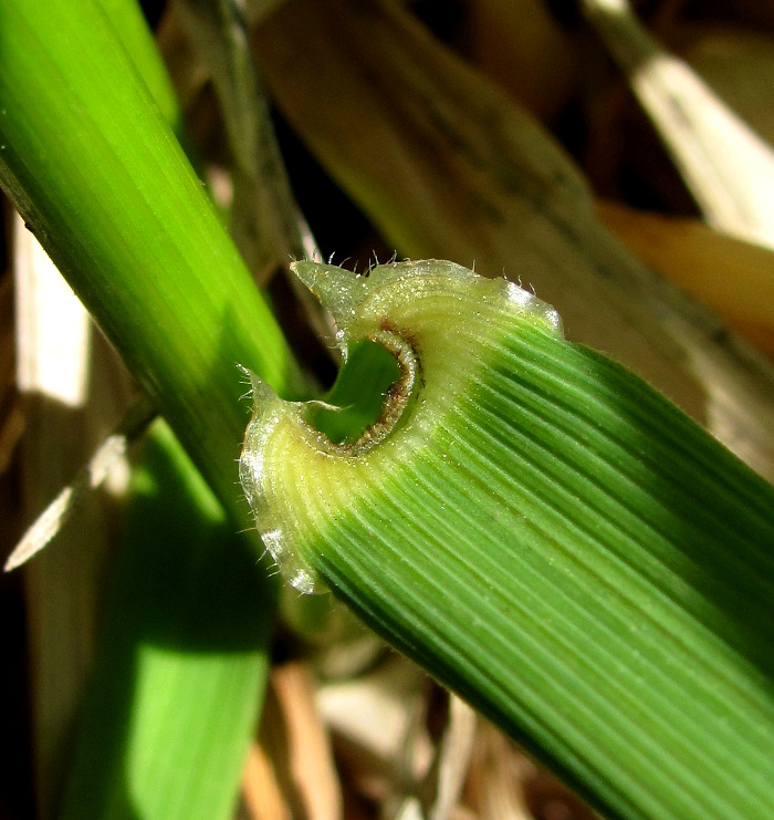 Image of Festuca arundinacea specimen.