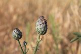 Centaurea apiculata