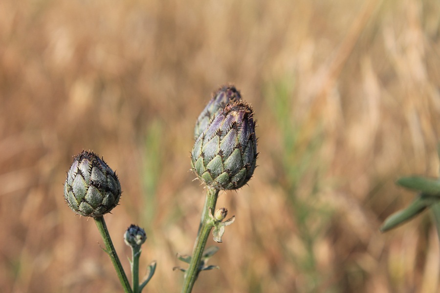 Image of Centaurea apiculata specimen.