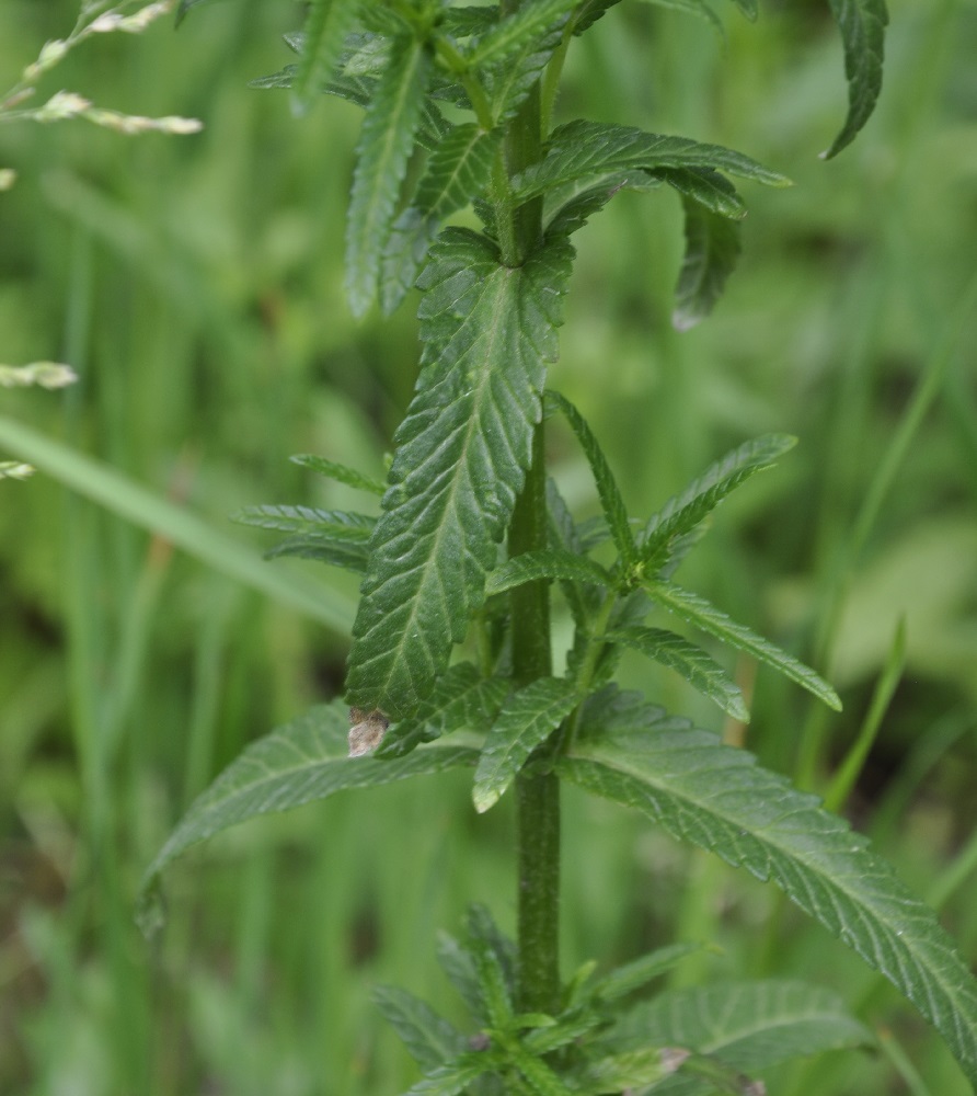 Image of Rhinanthus pindicus specimen.