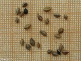 Fallopia convolvulus. Плоды. Новосибирская обл., Новосибирский сельский р-н, пос. Элитный. 04.07.2014.