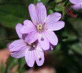 genus Epilobium