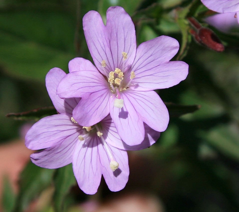 Изображение особи род Epilobium.