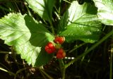 Rubus saxatilis