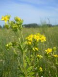 Potentilla longifolia