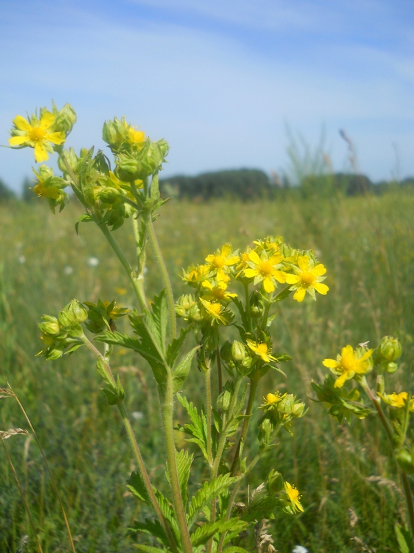 Изображение особи Potentilla longifolia.