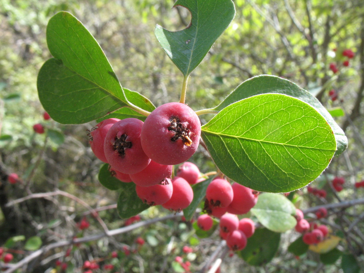 Изображение особи Cotoneaster karatavicus.