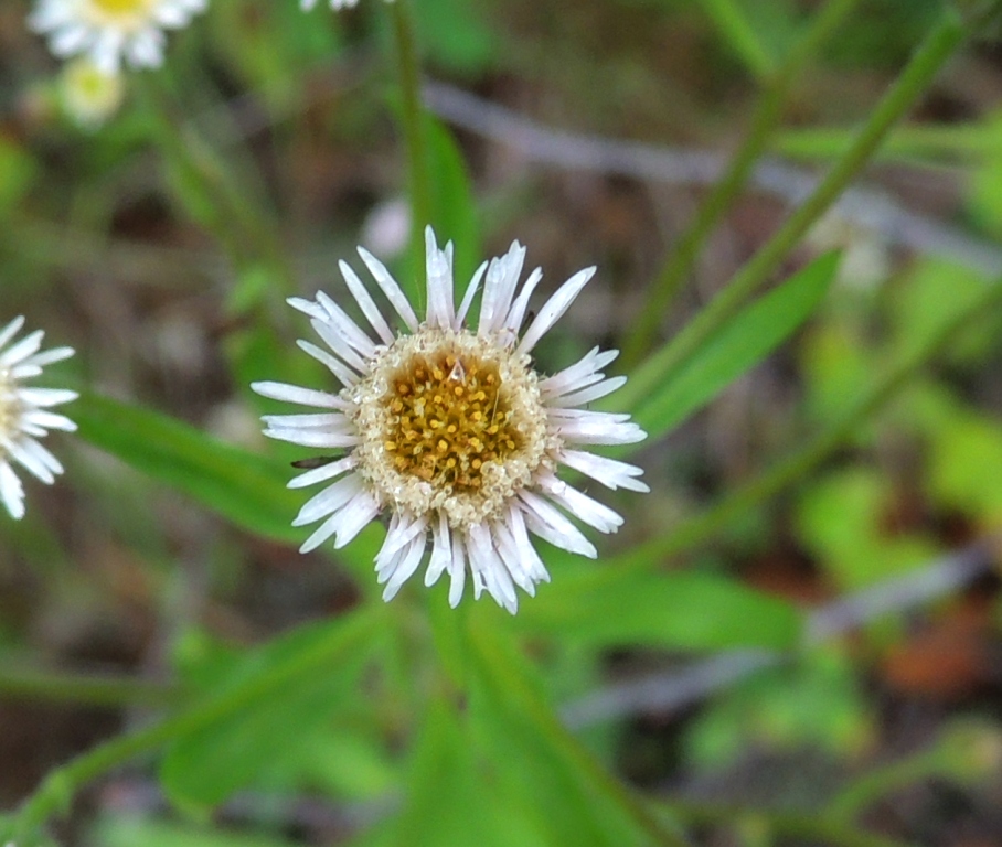 Image of Erigeron sachalinensis specimen.