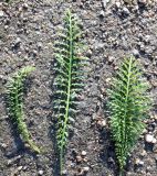 Achillea millefolium