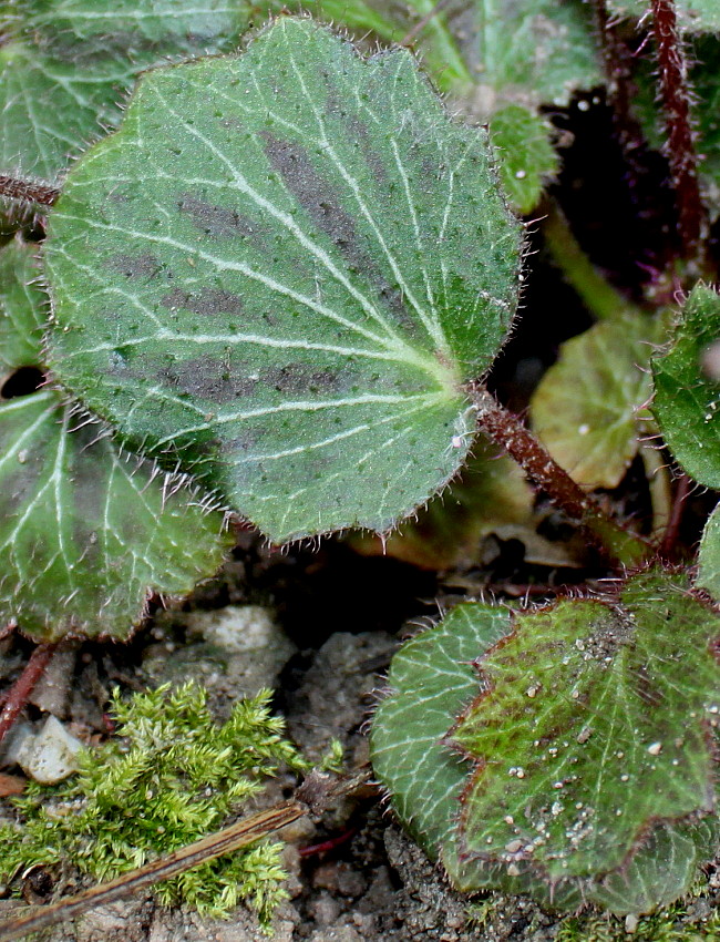 Изображение особи Saxifraga stolonifera.