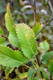 Sanguisorba officinalis