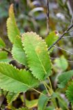 Sanguisorba officinalis. Листочки сложного листа. Украина, Кировоградская обл., Устиновский р-н, ландшафтный заказник \"Урочище Монастырище\", влажная низина в пойме реки. 05.10.2013.