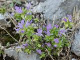 род Campanula