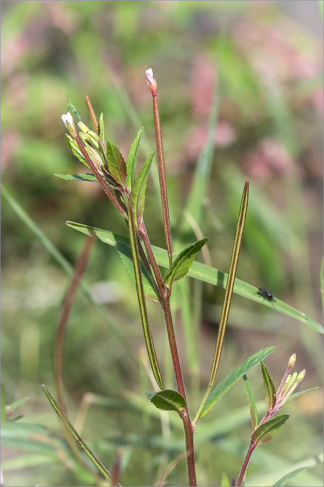 Изображение особи Epilobium pseudorubescens.