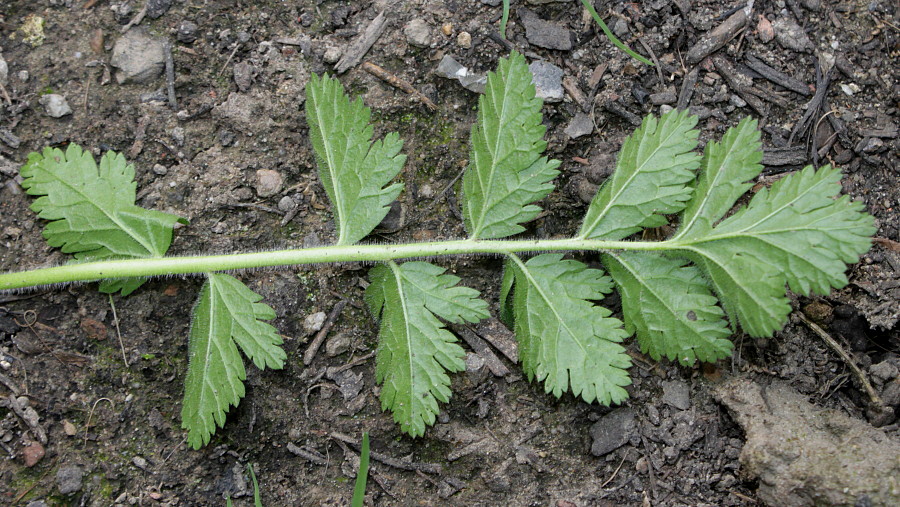 Изображение особи Erodium manescavi.