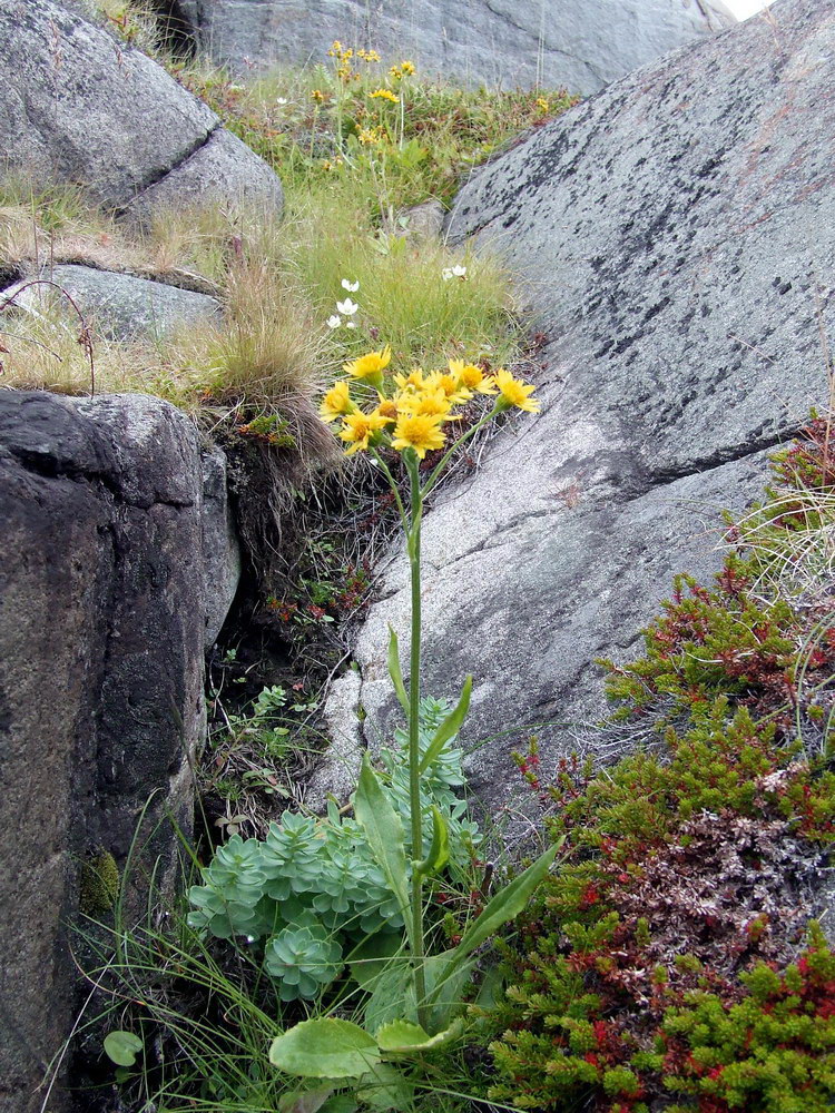 Image of Tephroseris integrifolia specimen.