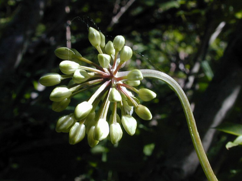 Изображение особи Allium ochotense.