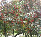 Sorbus intermedia