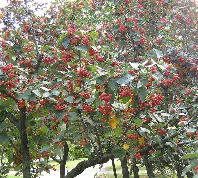 Image of Sorbus intermedia specimen.