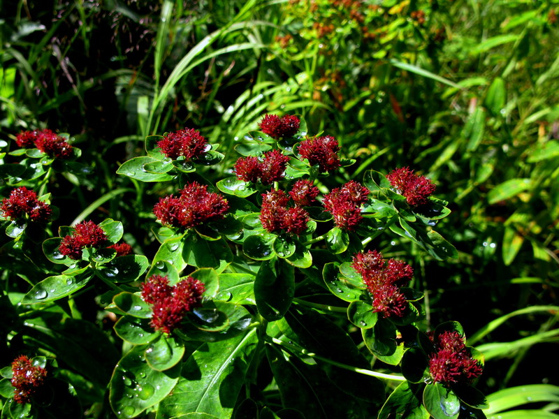 Image of Euphorbia pilosa ssp. ojensis specimen.