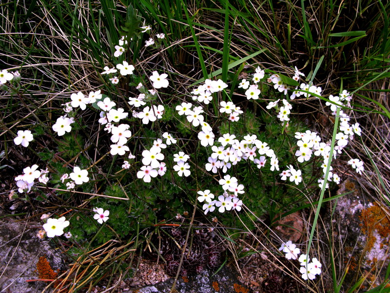 Image of Androsace incana specimen.