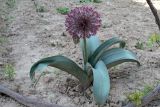Allium subspecies henrikii